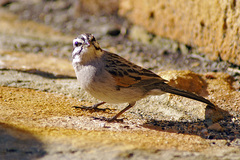 Emberiza capensis capensis