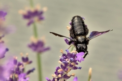 Xylocopa