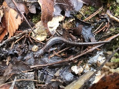 Plethodon angusticlavius