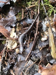 Plethodon angusticlavius