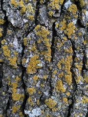 Xanthomendoza fallax