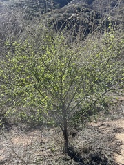 Cercocarpus betuloides