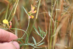 Acmispon oroboides