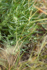 Buglossoides arvensis