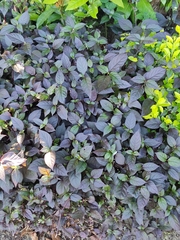 Alternanthera brasiliana