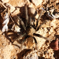 Aphonopelma paloma