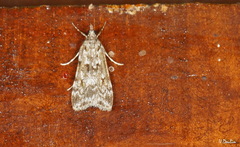 Scopariinae