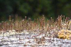 Cladonia gracilis