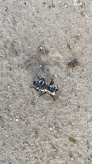 Zopherus nodulosus nodulosus