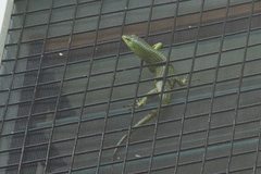 Lamprolepis smaragdina