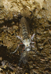 Asilidae