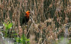 Amblyramphus holosericeus