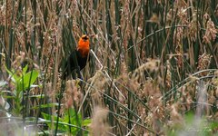 Amblyramphus holosericeus