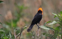 Amblyramphus holosericeus