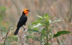 Amblyramphus holosericeus