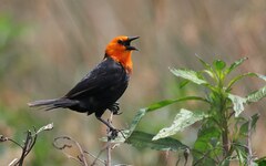 Amblyramphus holosericeus