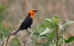 Amblyramphus holosericeus