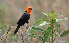 Amblyramphus holosericeus