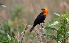 Amblyramphus holosericeus