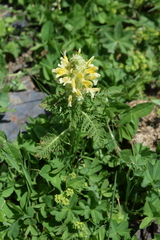 Pedicularis condensata