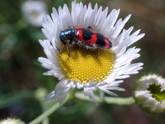 Erigeron strigosus