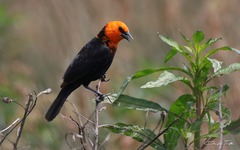 Amblyramphus holosericeus