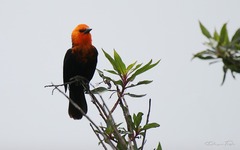 Amblyramphus holosericeus