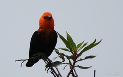 Amblyramphus holosericeus