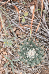 Mammillaria meiacantha