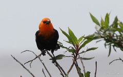 Amblyramphus holosericeus