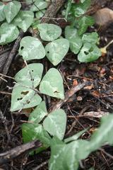 Phaseolus filiformis