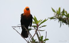 Amblyramphus holosericeus