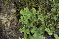 Nephroma antarcticum