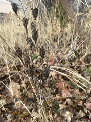 Camassia quamash