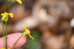 Packera millelobata