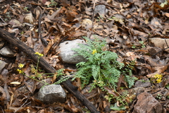 Packera millelobata