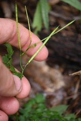 Cardamine macrocarpa