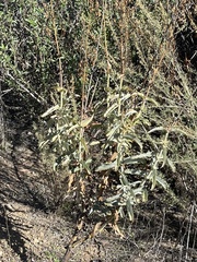 Penstemon spectabilis