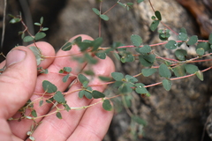 Euphorbia villifera
