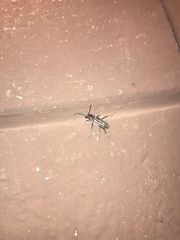 Xylotrechus sagittatus