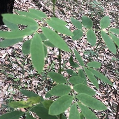 Senna