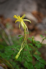 Aquilegia longissima