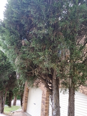 Cupressaceae