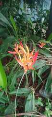 Heliconia psittacorum