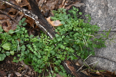 Cardamine macrocarpa
