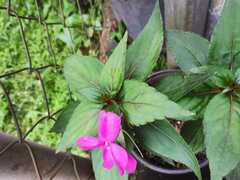 Arthrostemma ciliatum