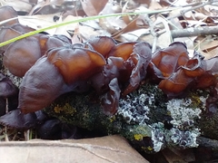 Exidia