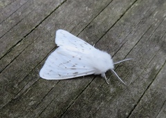 Spilosoma dubia