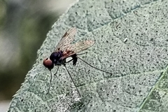 Chrysopilus