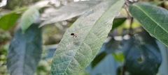 Chrysopilus